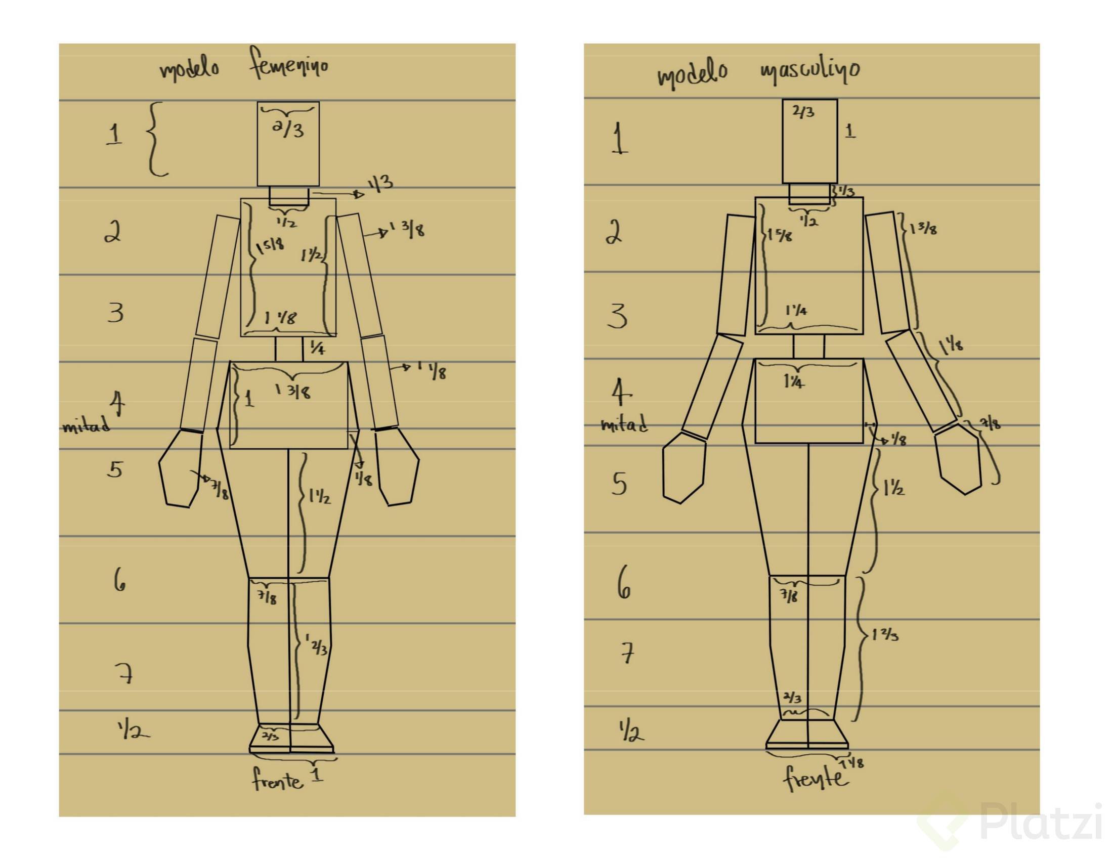 Diapositivas Del Curso De Las Proporciones Generales De La Figura Humana